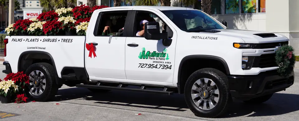 Mullen's Plants & Palms pickup truck with red and white poinsettias in the bed and more on the ground beside it